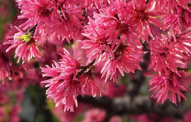 桃子的寓意与象征（桃子）