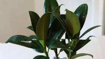橡皮树叶子蔫了怎么办？如何快速恢复植物活力？