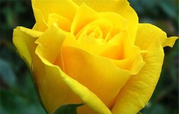 玫瑰花语之12朵玫瑰的含义(揭秘不同数量的玫瑰背后的花语)