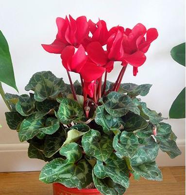 仙客来分株的最佳时机是什么时候？分株后需要注意什么？