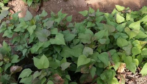 红薯是多年生植物吗？了解其生长周期和特性