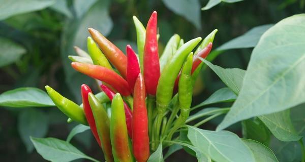 辣椒生长条件是什么？如何优化辣椒的生长特性？