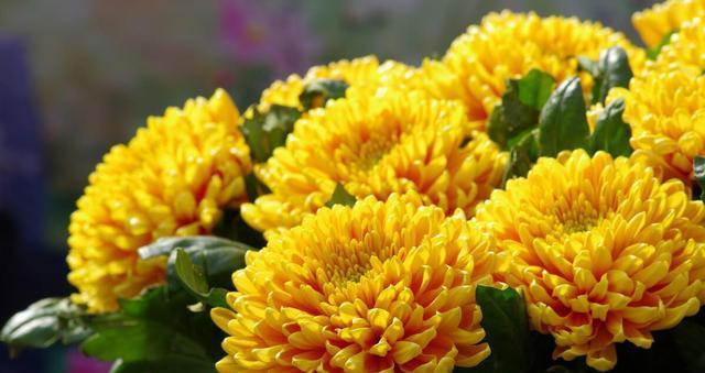 菊花的象征意义与文化传承（菊花的美丽和深层寓意）