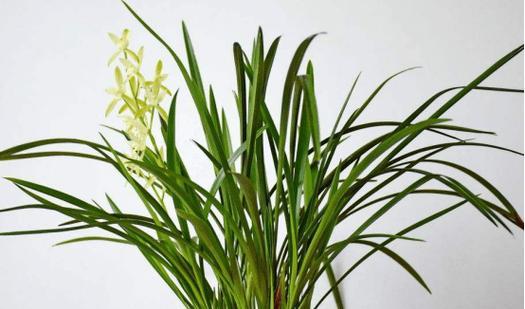 兰花生长在什么地方？兰花的自然生长环境是怎样的？