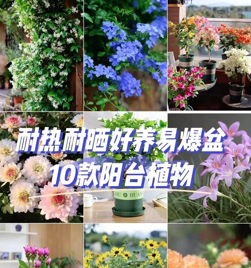 太阳花老桩怎么养？养殖和养护中常见的问题有哪些？