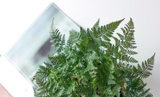 狼尾蕨繁殖方法有哪些？繁殖过程中应注意什么？