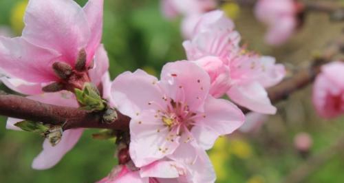 桃花花语（桃花花语与春日的浪漫缠绵）
