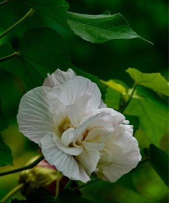 木芙蓉传说中的花语之谜（揭秘木芙蓉花背后的传说与意义）