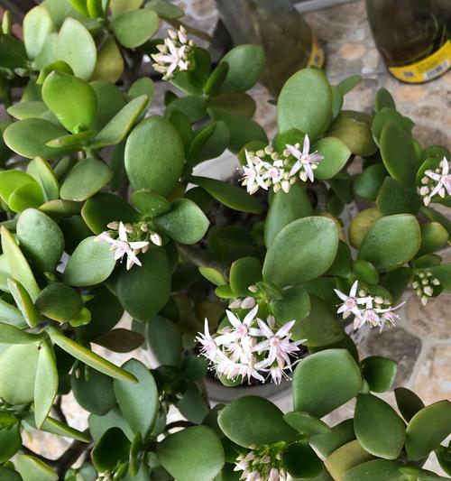 玉树开花需要哪些条件?如何正确养护以促进开花?