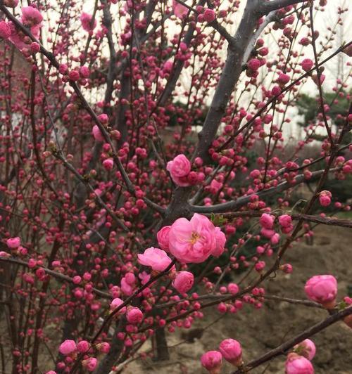 榆叶梅的花期是什么时候？一年能开几次花？