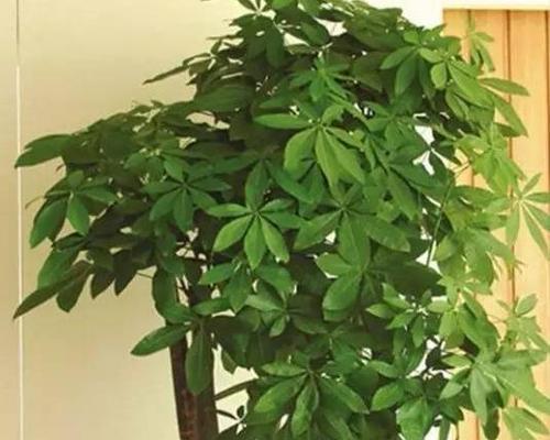 发财树的风水寓意和摆放位置（发财树的风水学说及摆放禁忌）