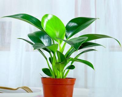 金钻叶子有毒吗？如何安全养护金钻植物？
