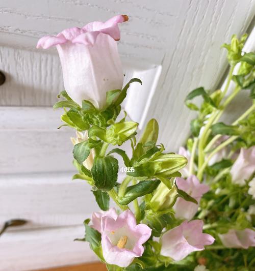 风铃草的寓意与意义(揭开风铃草背后的象征之谜)