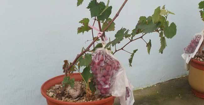 盆栽葡萄浇水方法是什么？如何正确进行浇水？