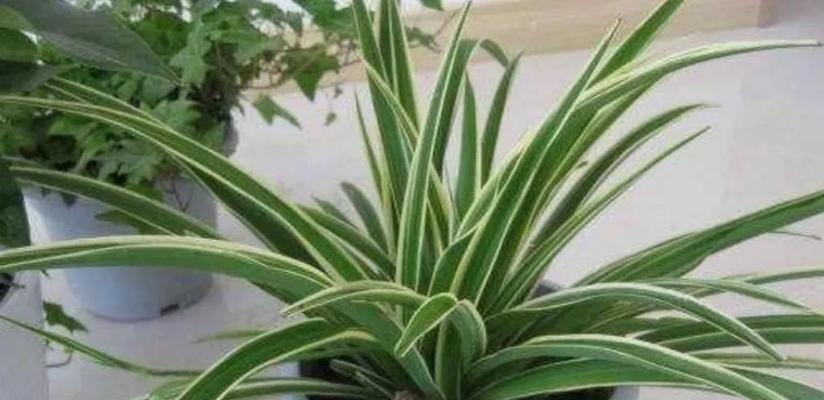 吊兰的生长过程是怎样的?如何正确养护以促进其健康成长?