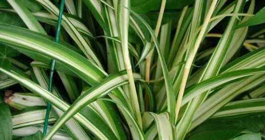 吊兰,绿意盎然的象征与风水守护(吊兰的寓意及其在风水中的重要地位)