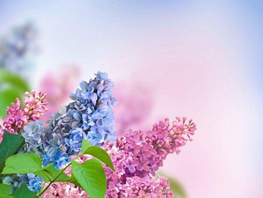 丁香花花语与象征意义(美丽的丁香花)