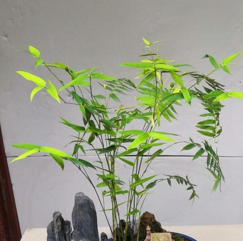 家里为什么不能养水竹?水竹养护有哪些禁忌?
