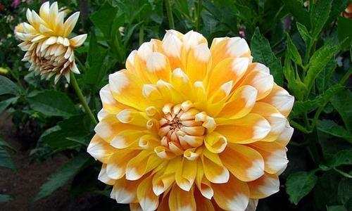 大丽花的花语象征与寓意(深情浪漫美丽独特高贵优雅)