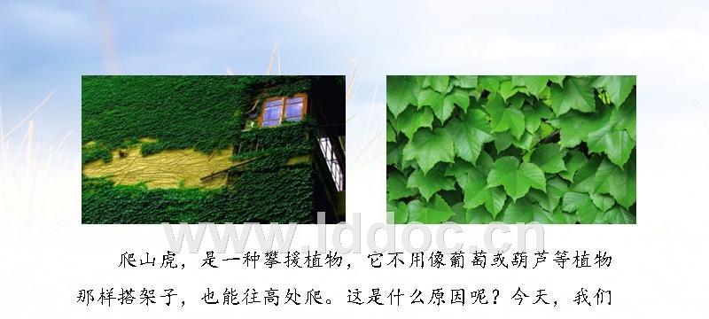 爬山虎移栽的最佳时机是什么时候？移栽后如何护理？