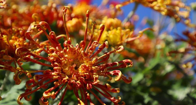 菊花之美（探索菊花的丰富色彩与深层花语）