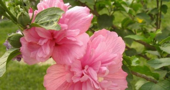 木槿花是哪个国家的国花？木槿花的国花地位有何意义？