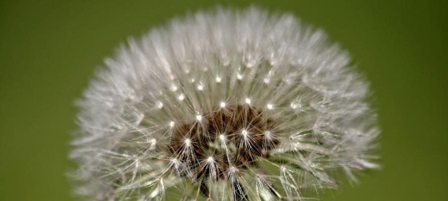 蒲公英的花语与寓意（梦想与希望）