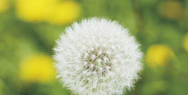 蒲公英的花语与寓意（梦想与希望）