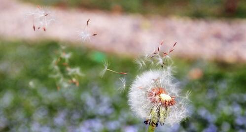 蒲公英的花语与寓意（梦想与希望）