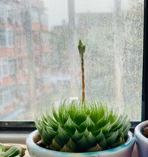 玉露开花的象征意义（从自然界到人生）