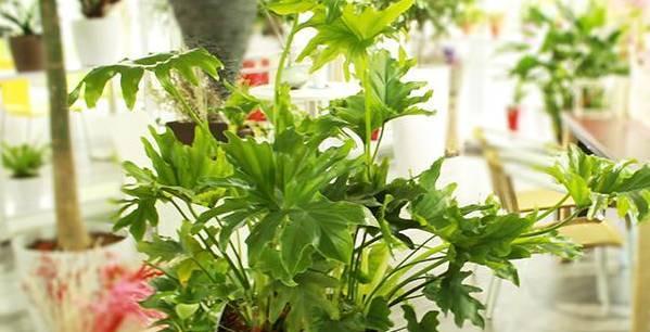 春羽浇水应该注意什么？遵循哪些原则？