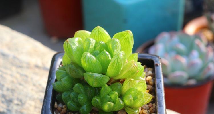 玉露开花的象征意义（从自然界到人生）