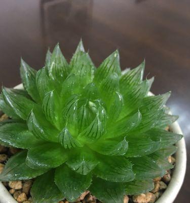 玉露开花的象征意义（从自然界到人生）