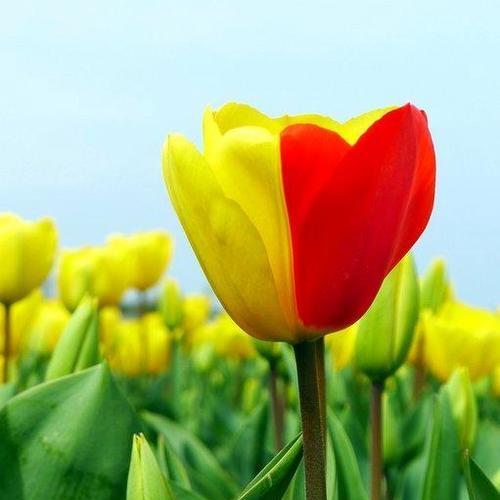 郁金香花语和寓意——展现内在美的鲜花（郁金香花语和寓意的深度解读）