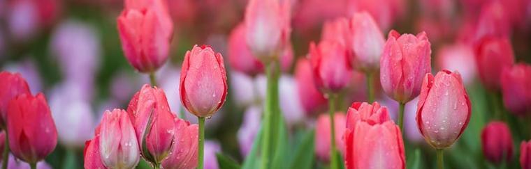郁金香花语和寓意——展现内在美的鲜花（郁金香花语和寓意的深度解读）