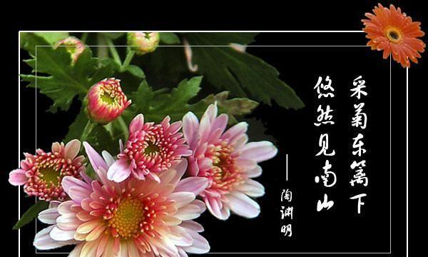绿菊花的花语与寓意（绿菊花的神秘与希望）