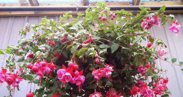 倒挂金钟的花期是什么时候?几月份开花最合适?