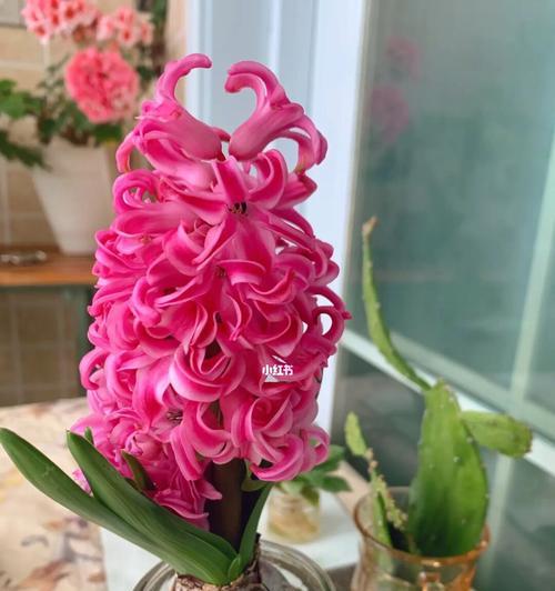 风信子的含义与象征（探索风信子花语的深层意义）