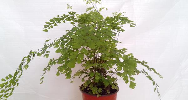 铁线蕨养殖方法是什么?养殖过程中需要注意哪些事项?