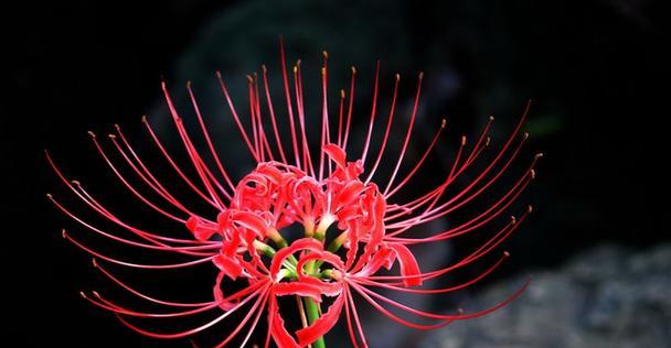 石蒜花的寓意与象征意义（探秘石蒜花的魅力与传说）