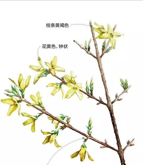 四季梅叶子蔫了怎么办？如何快速恢复植物活力？