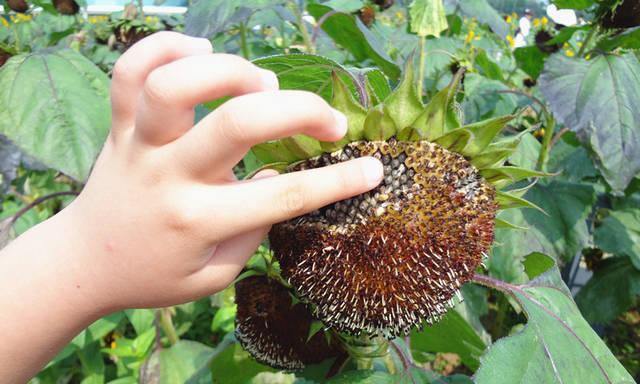 常见的瓜子是什么植物的果实?它们的营养价值有哪些?