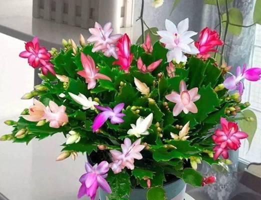 蟹爪兰花期持续多久？如何延长蟹爪兰的花期？