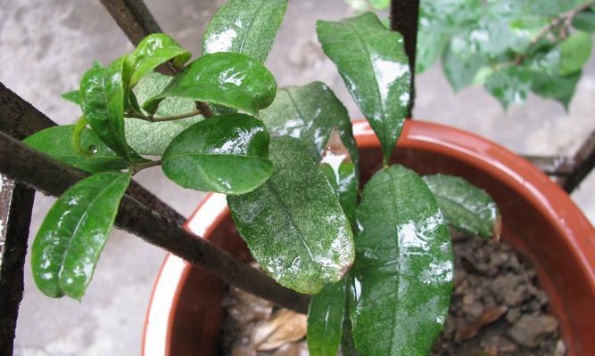 桂花树冬天会冻死吗？如何在寒冷季节保护桂花树？