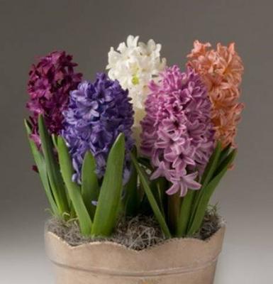 风信子花语揭示的深层寓意（探索风信子花语的含义及象征）