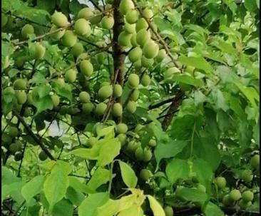 乌梅成熟的季节是几月？如何挑选最佳成熟度的乌梅？