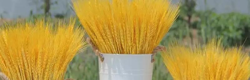 麦穗象征着什么？麦穗花语有哪些含义？