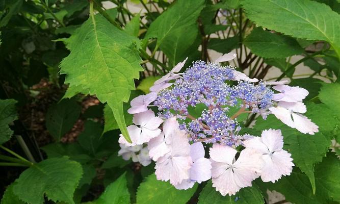 花花语的背叛之谜（揭开花背叛的真相）