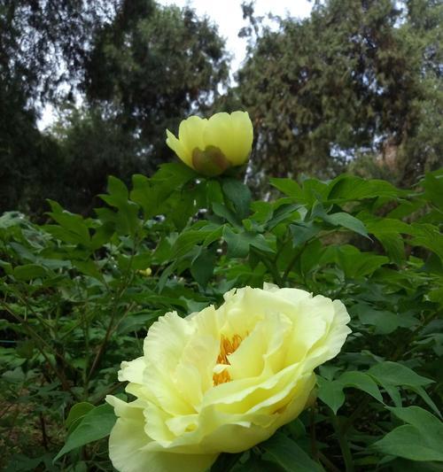 牡丹花的花语与象征(探索牡丹花的寓意和文化内涵)