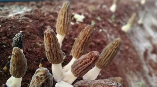 羊肚菌生长需要哪些环境条件？其独特特点是什么？